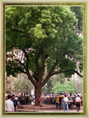 Arbol de Neem en India