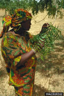 Woman examining neem leaves