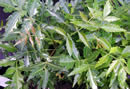 Neem Leaves