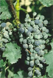 Powdery mildew