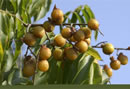 Soap Nut Arbol